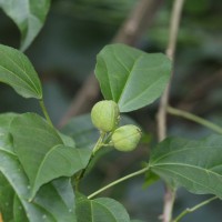 <i>Croton tiglium</i>  L.